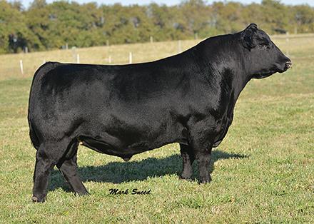 Pvf Insight 0129 Beef Sire Catalog Cri Canada