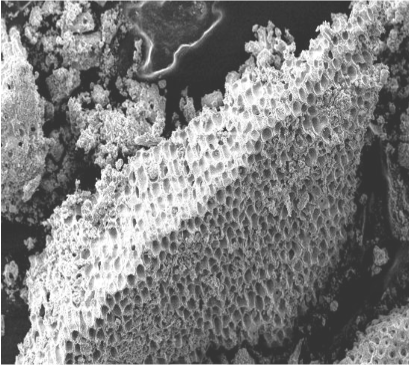 A close-up look at the lattice-like structure of CalMin