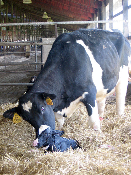 Image of a Cow and calf